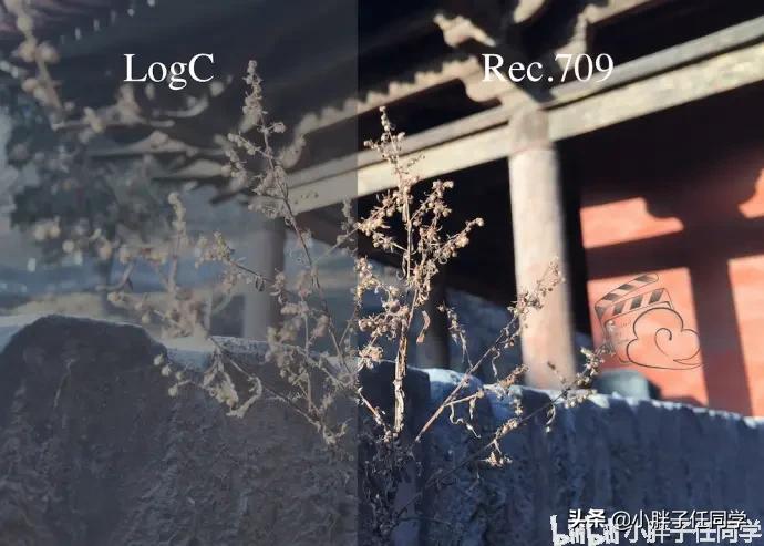 尼康d850拍摄视频用什么镜头,尼康d850配556镜头感受