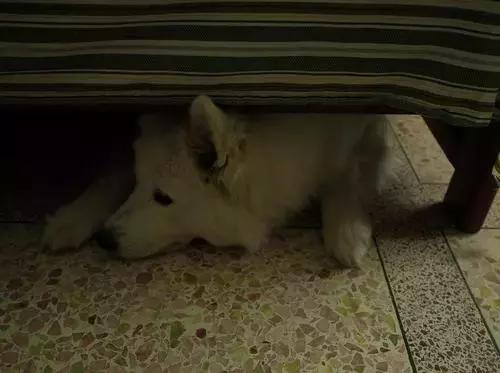 狗狗为什么喜欢钻到床底下,狗狗躲到床底下不出来怎么办