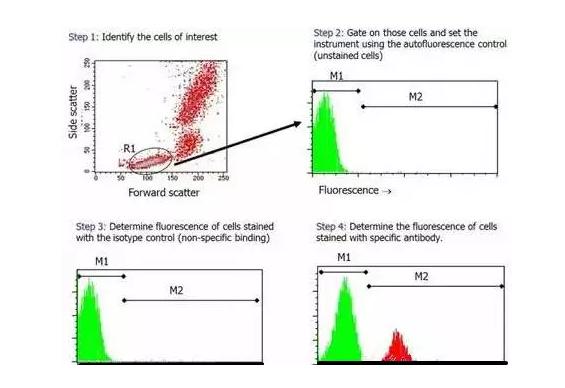 细胞实验基本操作,流式细胞实验操作视频