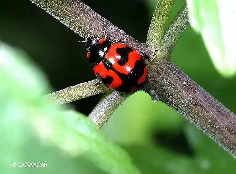 柑橘粉蚧虫图解,柑橘食蝇虫图片