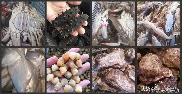 北漂夫妻辞职到北戴河开民宿，冬歇开“海货铺子”养大儿子