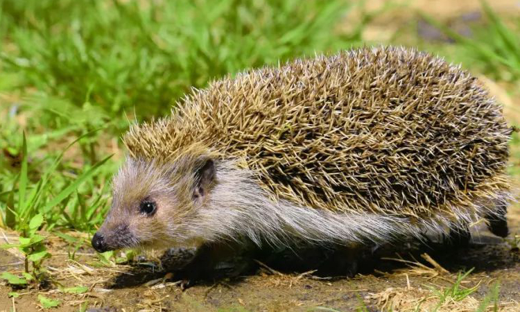 养宠物刺猬要准备什么,养宠物刺猬的注意事项是什么