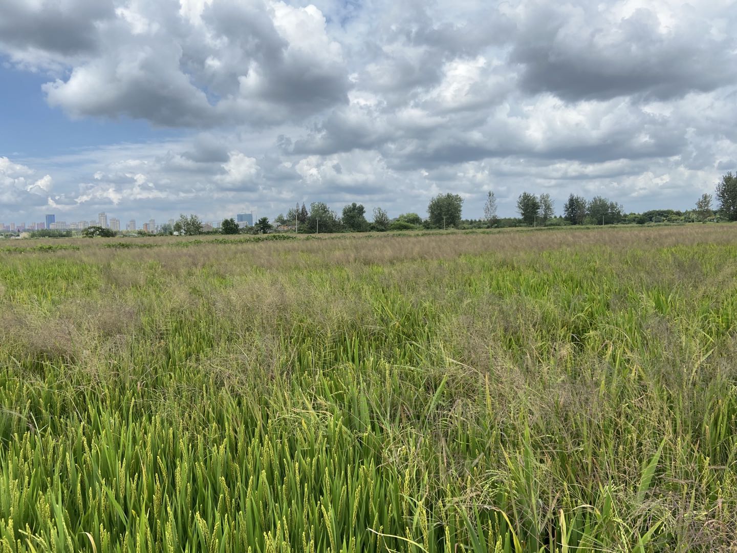 网购敢卖假农药吗,网购农药一百单