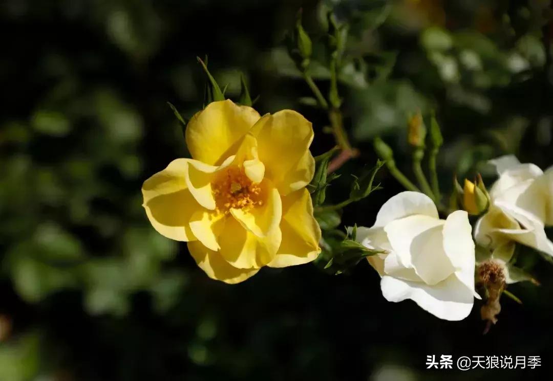 抗病性好的月季推荐,哪些月季品种抗病强