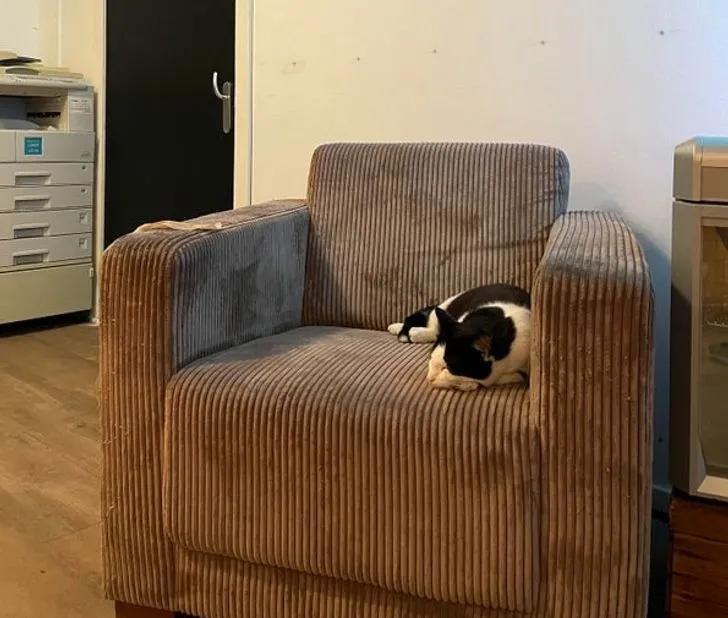 与陌生的猫接触,两只不认识的猫咪相遇会发生什么