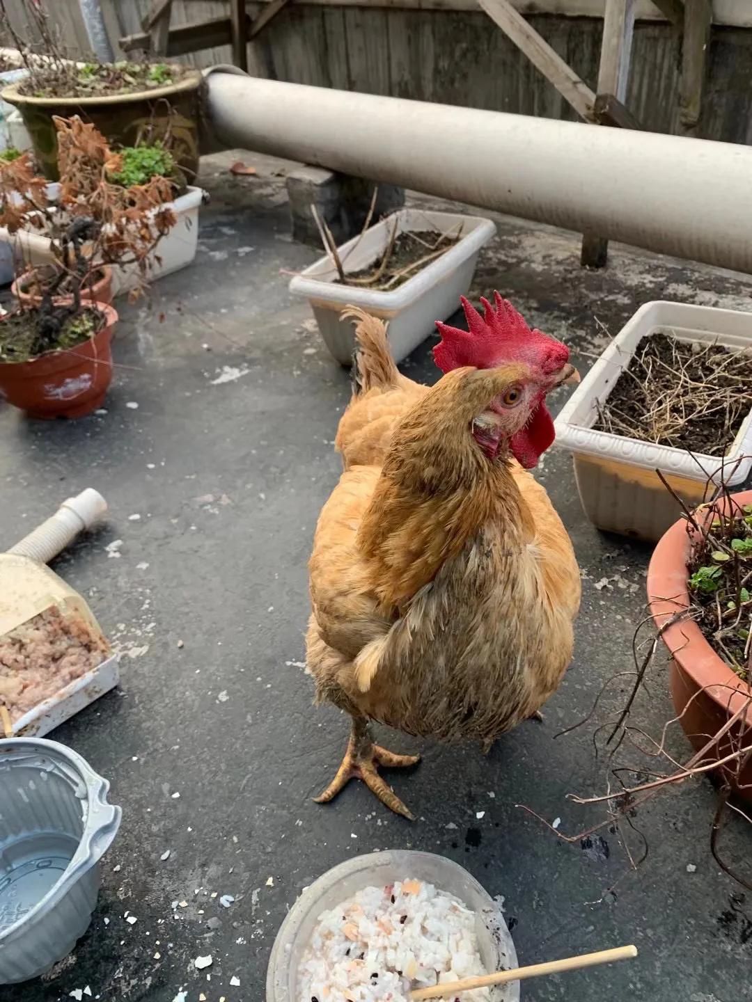 上海吃毛鸡蛋,吃毛蛋吃出活鸡