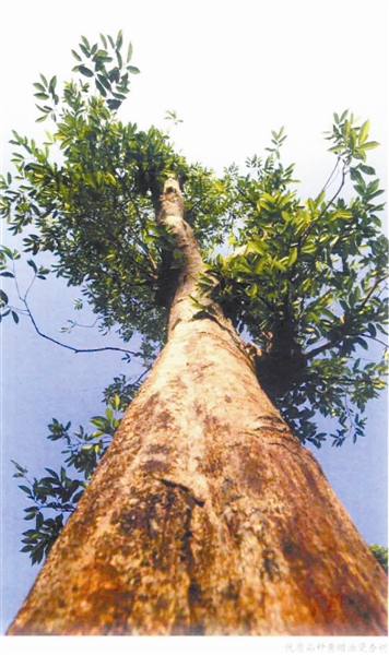 沉香植物中的钻石,钻石沉香树图片大全