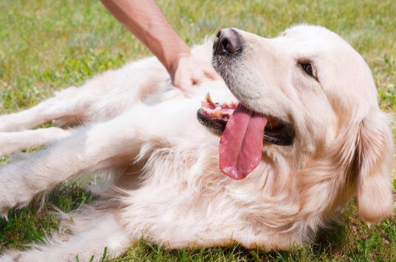 狗狗哪些部位不能摸,狗狗这几个部位不能随便洗