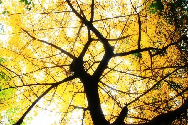 坐拥神仙颜值！原来，这就是中南大学的最美校花！