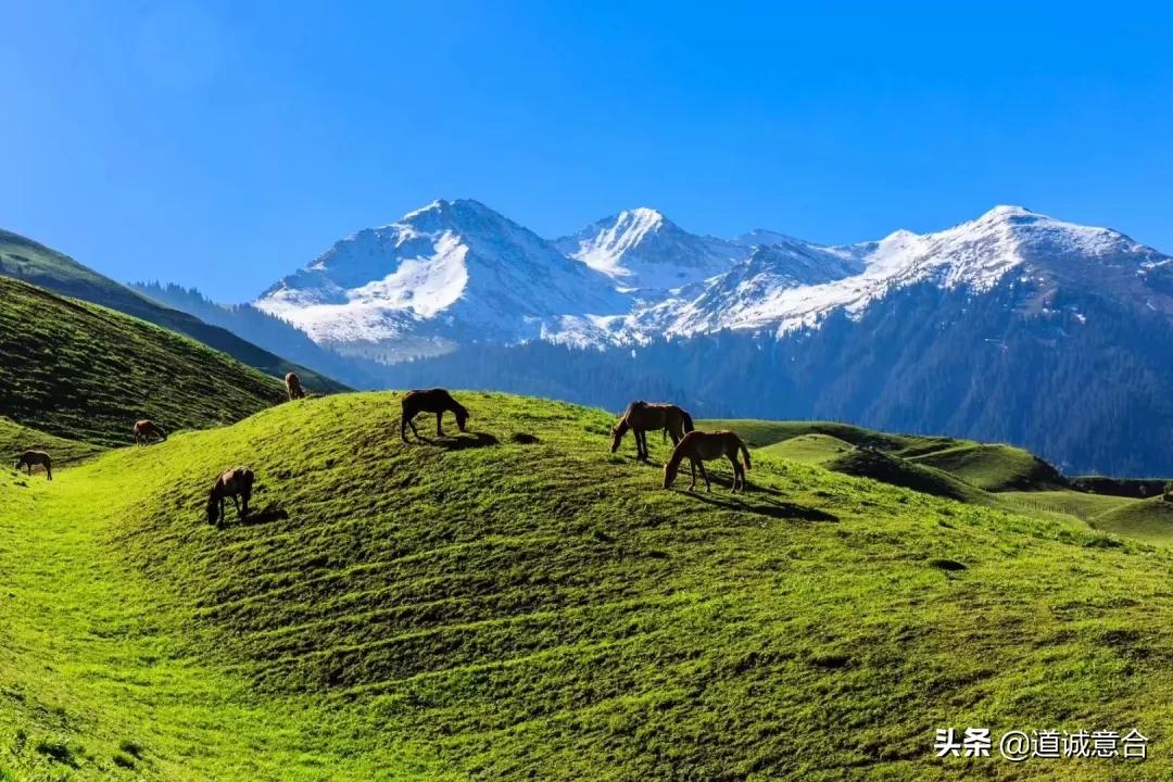 *疆新**农场的牛奶，奶味浓香到治愈全世界！每次都想去舔下瓶盖。