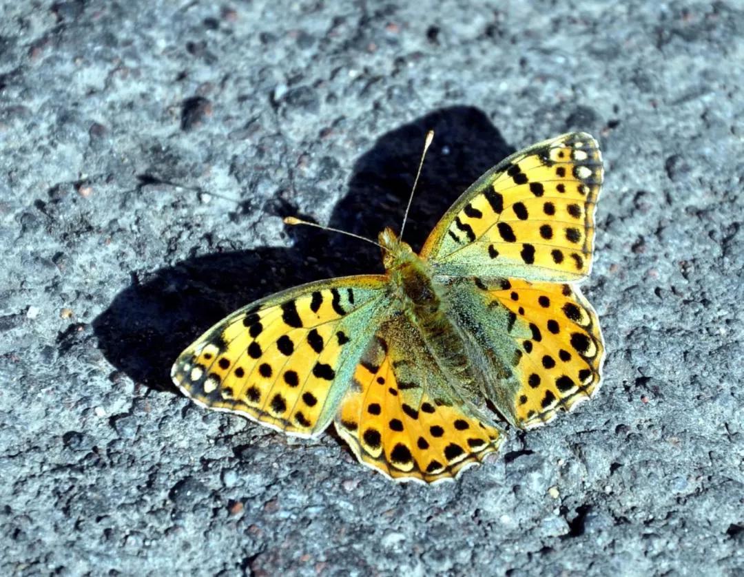 *疆新**的蝴蝶，惊世骇俗