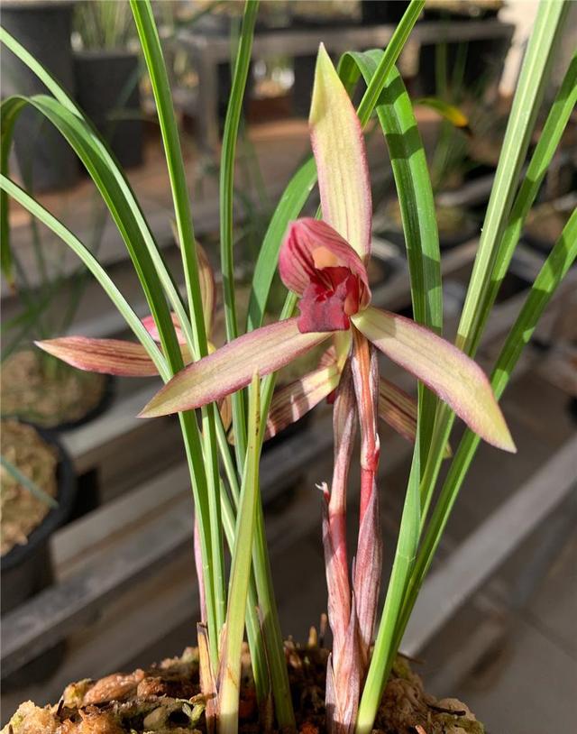 拒绝杂交兰，此兰火了30余年，夺得兰展金奖，顶级红素，芳香四溢