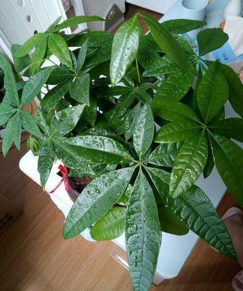 冬天给发财树叶面浇水的最佳时间,零度左右发财树冬天浇水吗