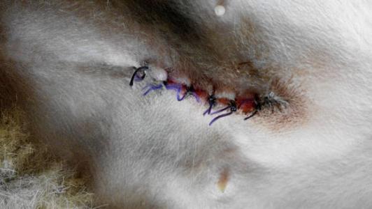 免拆线到底是拆还是不拆好,免拆线和普通线的利弊