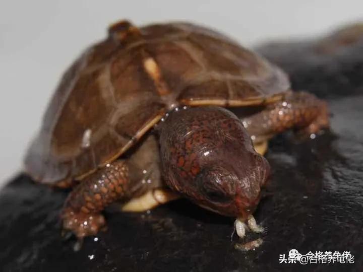 不同水龟的饲养方式究竟有何不同,斑点龟属于水龟还是半水龟