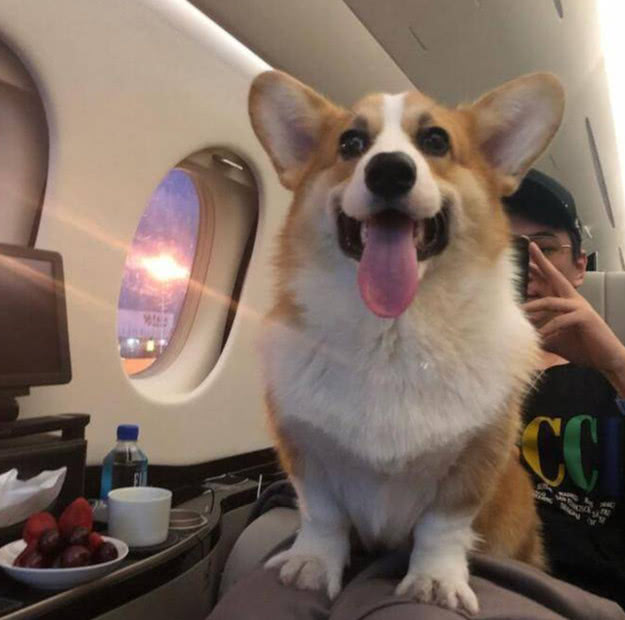 王思聪的狗可可最近怎样了,王思聪养宠物