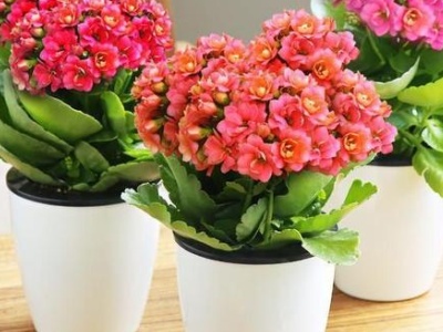 养花不茂盛怎么办,怎样养花长得茂盛又好看