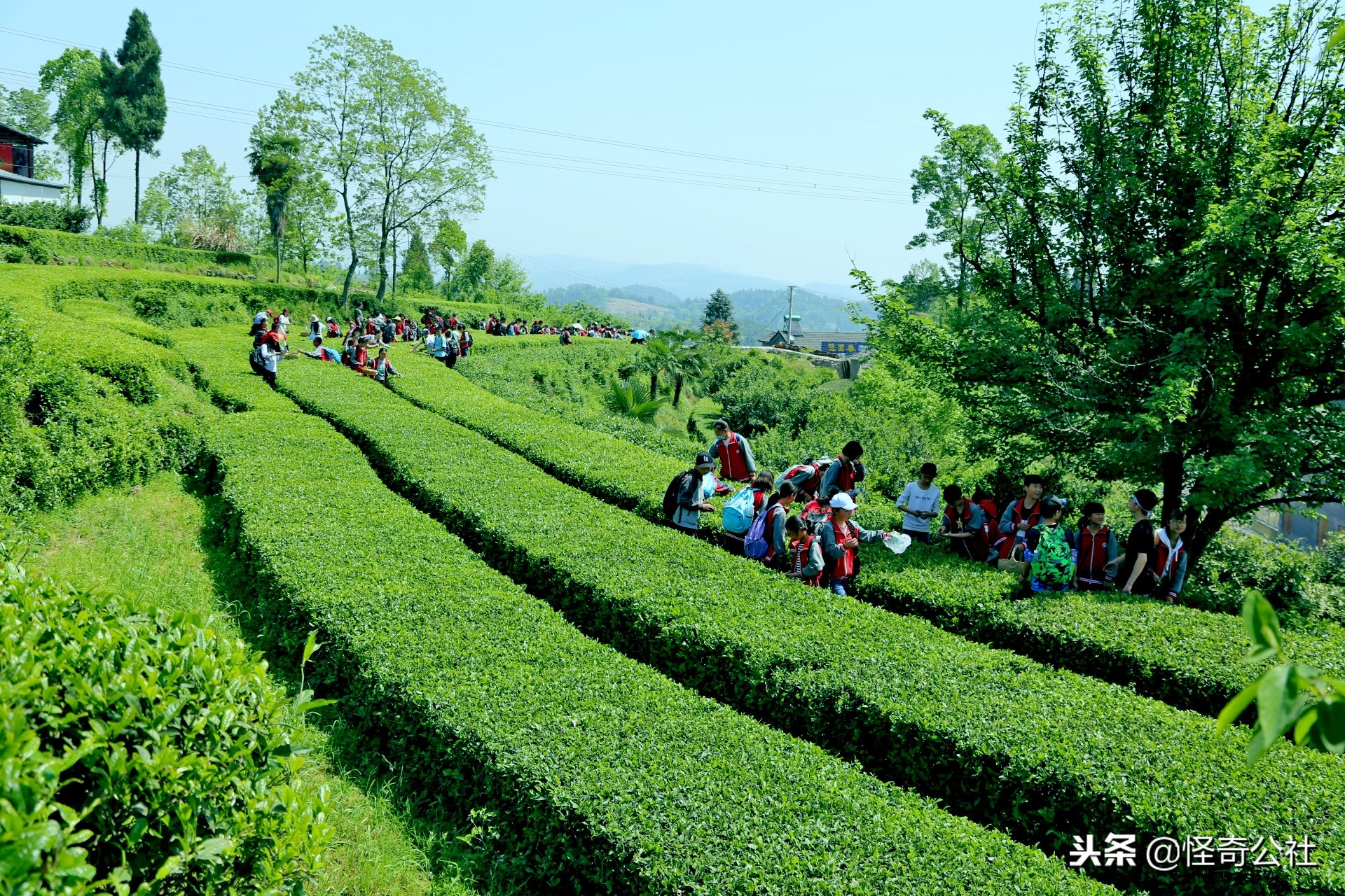 享誉世界的百年品牌——宜昌宜红，“万里茶道”上的新亮点