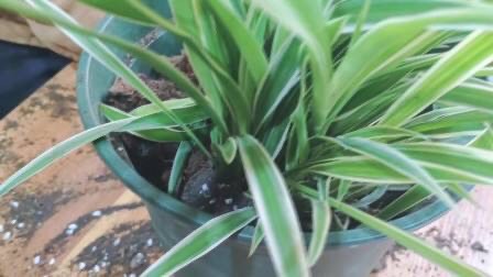 吊兰不徒长的秘诀,吊兰不修根可直接换盆吗