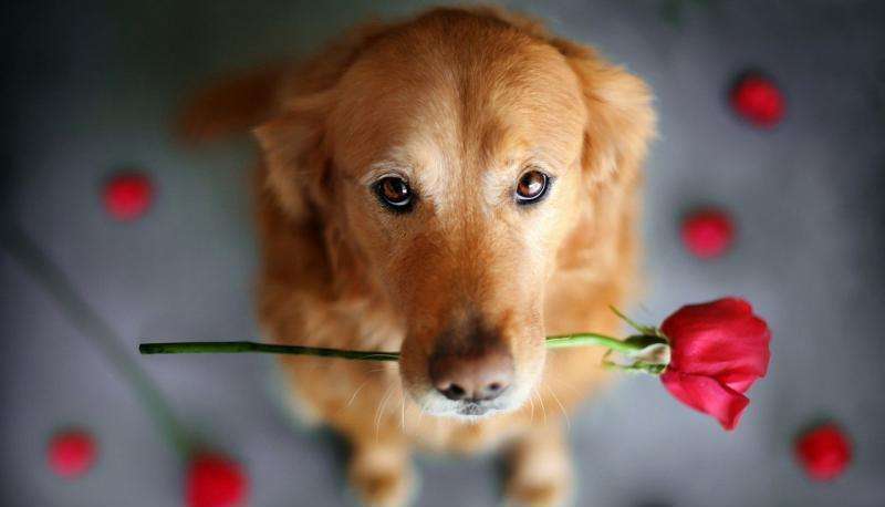 狗狗也会来姨妈么,狗狗也会来姨妈