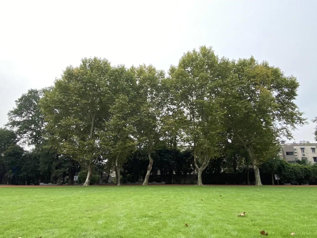 最美的风景美丽的校园,最美的风景就是校园