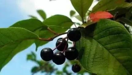 鍘熸潵鏂扮枂鐨勬按鏋滃姝ょ敎,鍘熸潵涓滃寳鐨勫湡鐗逛骇