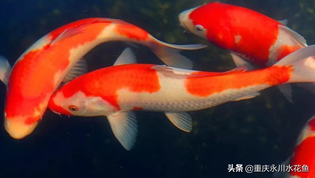 十大最好看的观赏鱼,观赏鱼100种形态