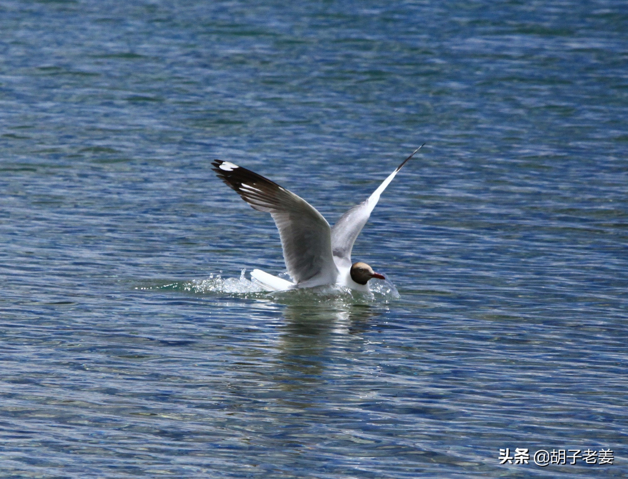 西藏三大圣湖哪个湖最美,纳木错三大圣湖之首