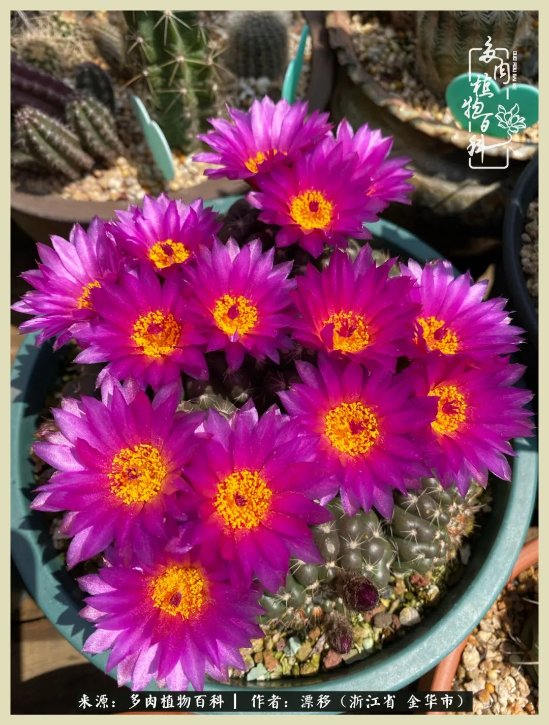 仙人球开花的惊艳瞬间,仙人球开花惊艳了6月