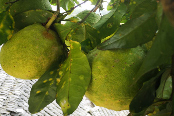 为什么柚子种家里结果不甜,家里种的柚子果肉小怎么回事