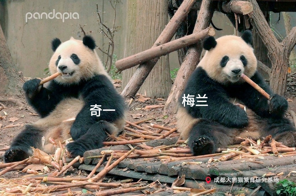 做塑料姐妹,真正的塑料姐妹是什么样的