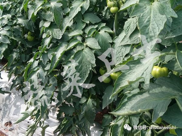 种的蔬菜卷叶是怎么回事,蔬菜的叶子有卷叶病怎么办