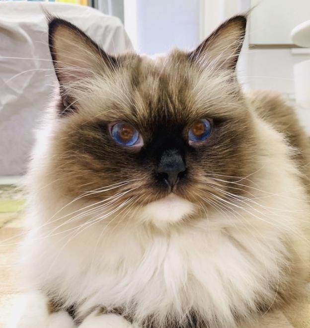 5000元左右的布偶猫怎么样,5000元买布偶猫