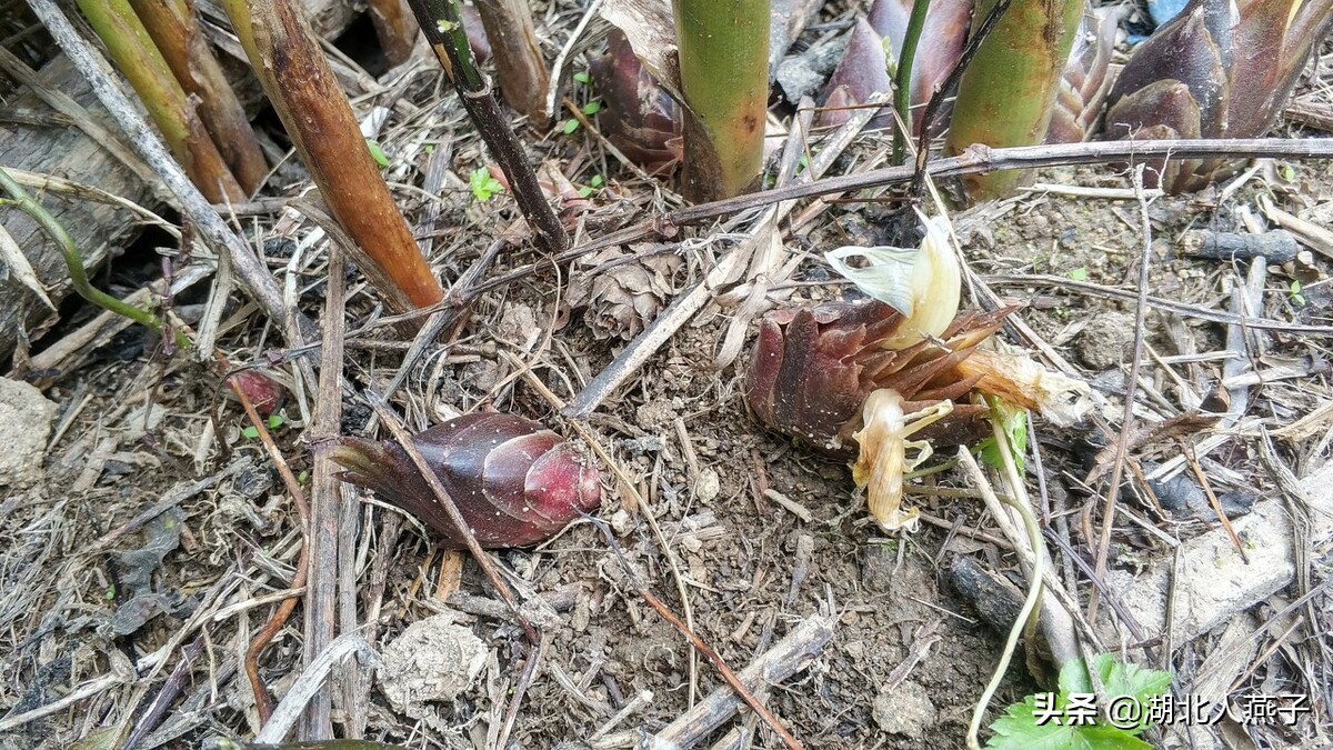 各种可以吃的野菜图片大全及名称 (100种野菜图片大全和名称和吃法)