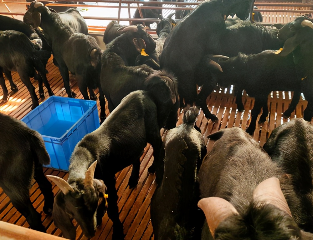 养羊创业致富方法,农村养羊如何闯出一条致富的路子