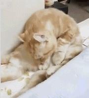 猫咪一定要挤肛吗,猫咪要不要定时挤肛腺