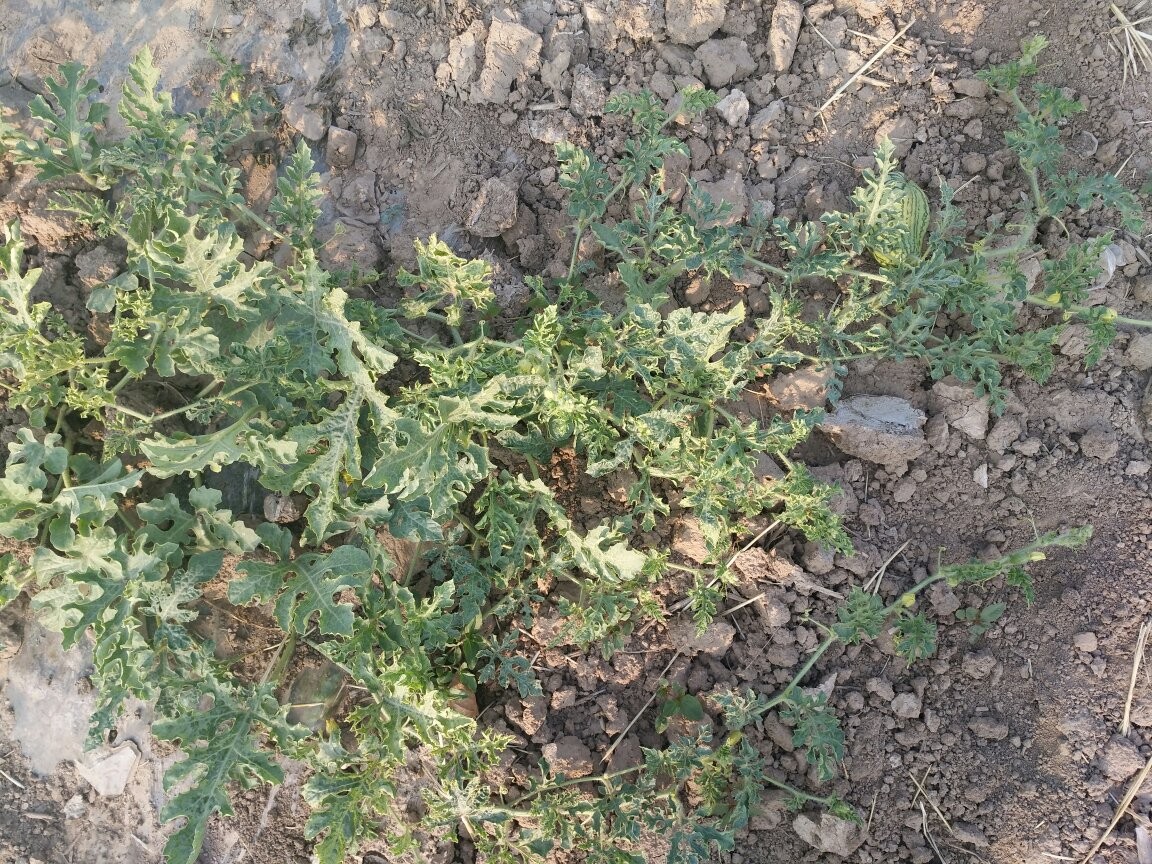 戈壁西瓜为什么会被禁种,戈壁西瓜有多大危害