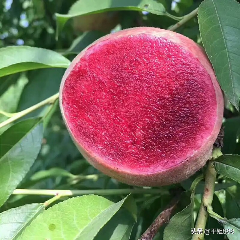 含铁之王的水果排名,含铁量水果之首