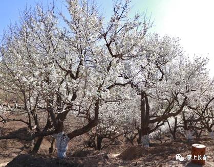 好事成双！拿长春消费券游莲花山，有折扣有套餐！