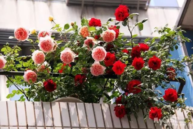 爬藤月季怎么牵引花墙才能开爆花,藤本月季太矮开了很多花怎么牵引