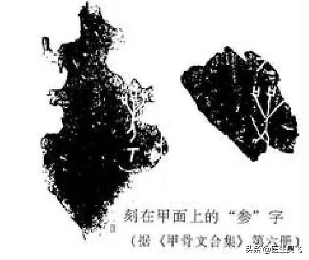 草本植物抗衰老精华,抗衰老的灵丹妙药人参