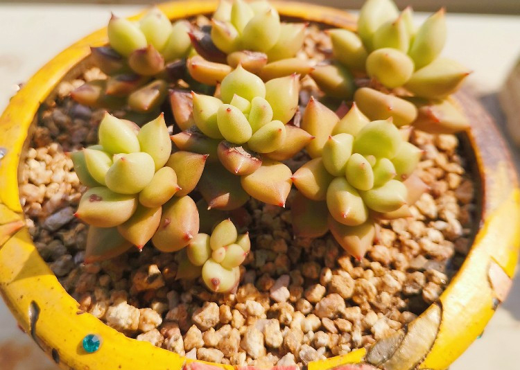 养多肉注意事项,养多肉的感悟熬过冬季