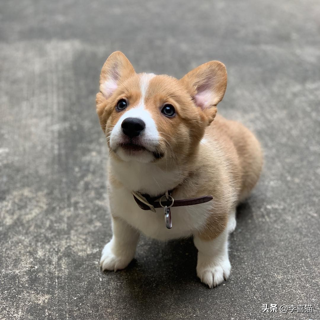 辟谣：并不是所有小型犬都不追求运动量，小短腿柯基就很需要运动