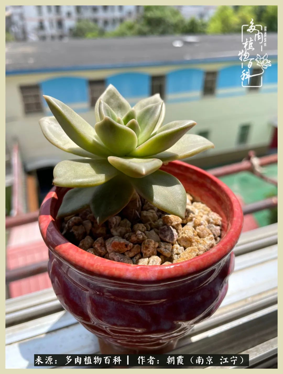 多肉最美的飘枝品种,多肉最美老桩