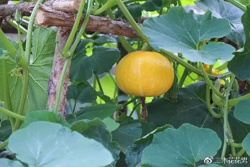 澶氳倝澶х浜屾湪,澶氳倝杈句汉浜屾湪