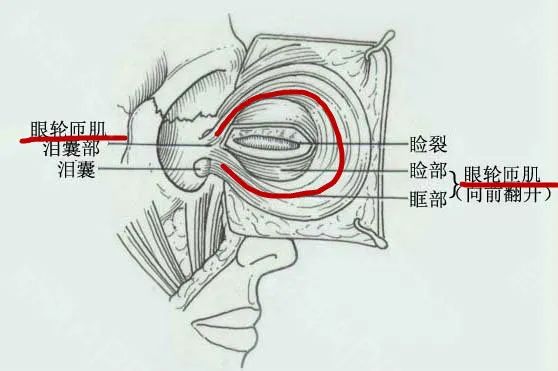 眼睛无神适合什么卧蚕,眼睛小卧蚕的画法