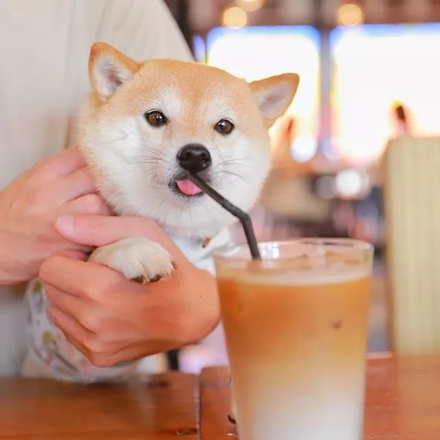 比人还会拍照的狗，简直萌炸朋友圈了