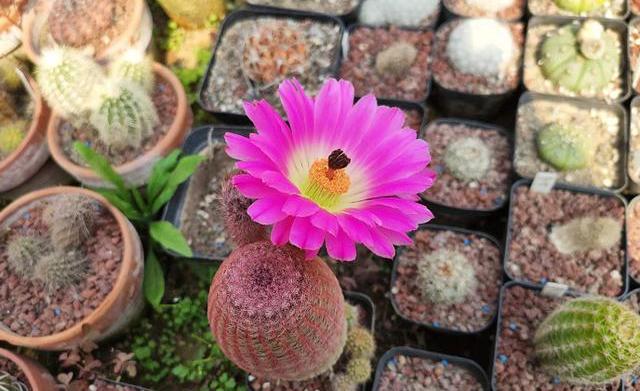 仙人球烂了一个洞怎么救,仙人球切掉两次还烂怎么办