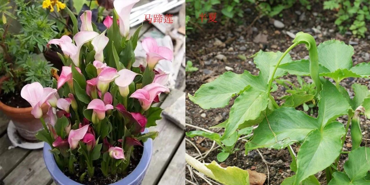 马蹄莲种球养护全过程,马蹄莲的栽种方法
