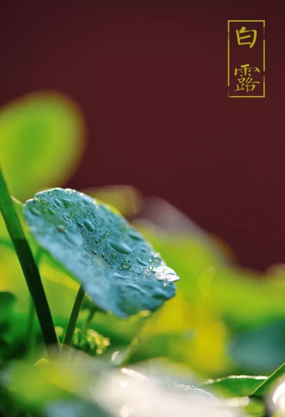 「诗词鉴赏」清风至，白露生，那些优美的白露诗词